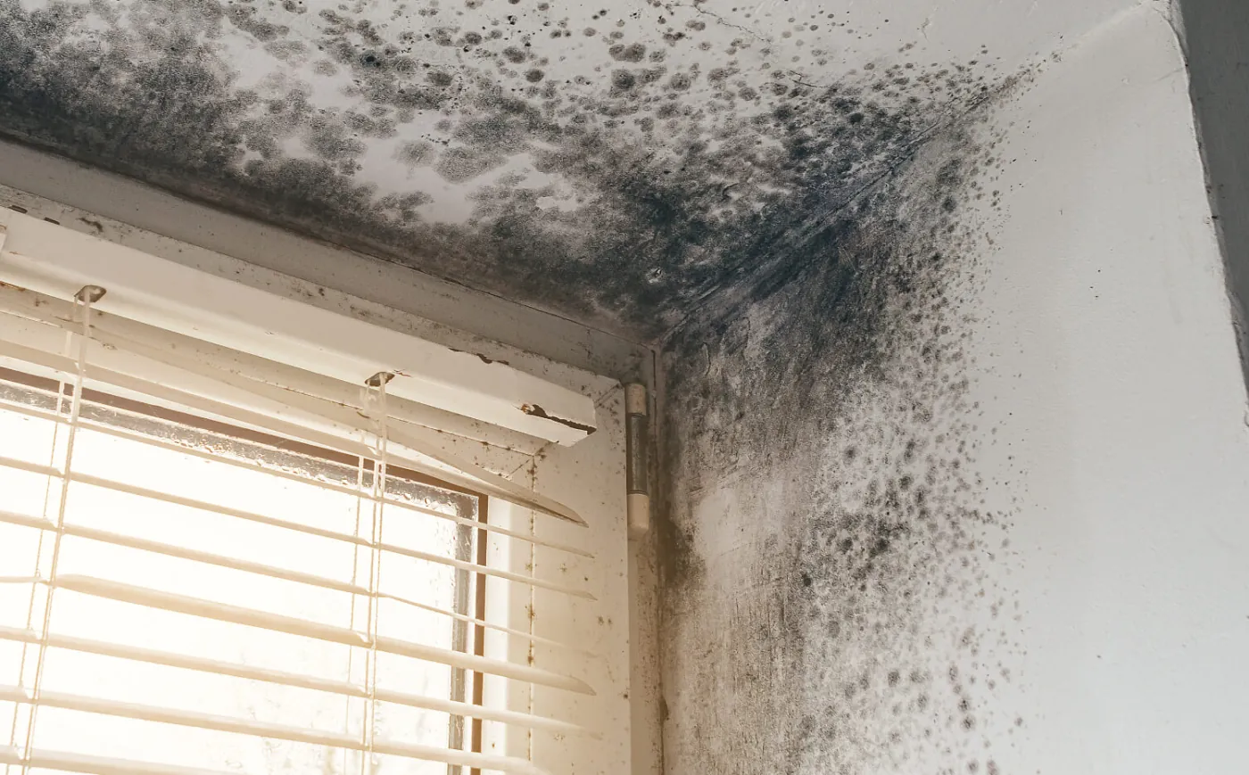 Black mould spreading across a ceiling corner above a window