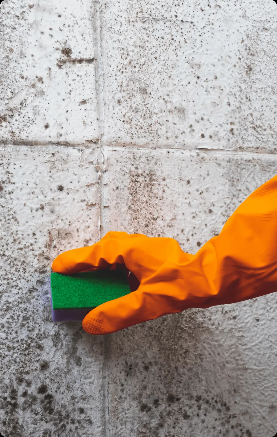 Gloved hand cleaning mould off a wall